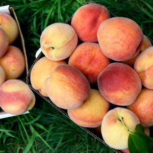 5 benefici delle pesche per la salute